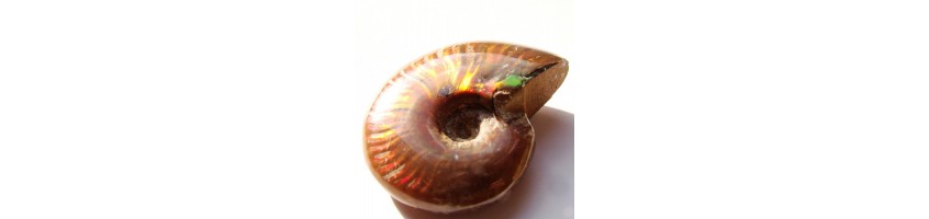 ammonite